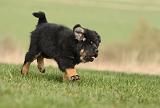 DOGUE DU TIBET 379